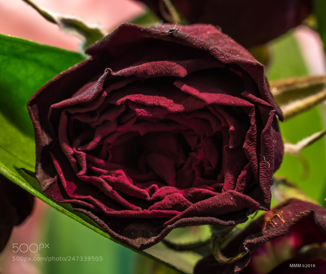 Canon EOS 77D (EOS 9000D / EOS 770D) sample photo. Redblackminirose photography