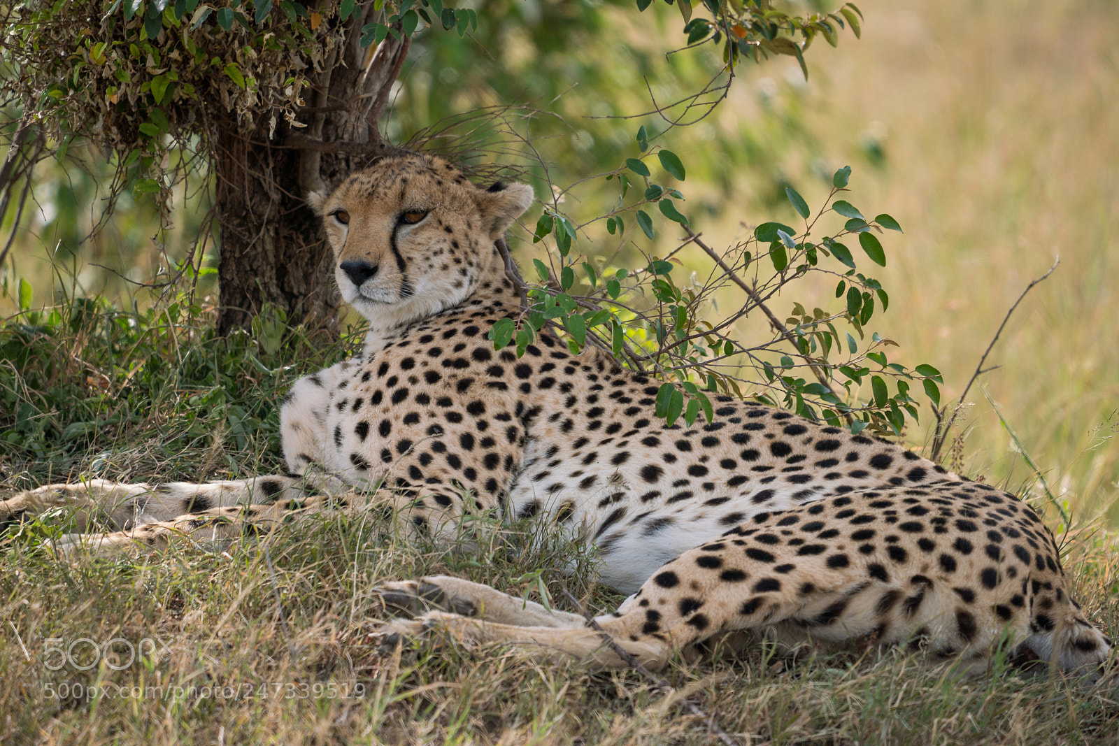 Sony a7R III sample photo. Beautiful cheetah staying cool photography