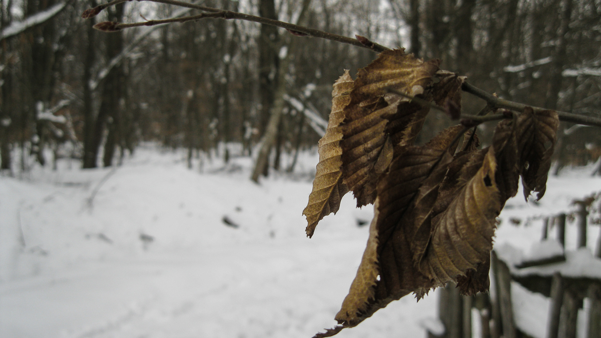 Canon PowerShot A3100 IS sample photo. Leaves photography