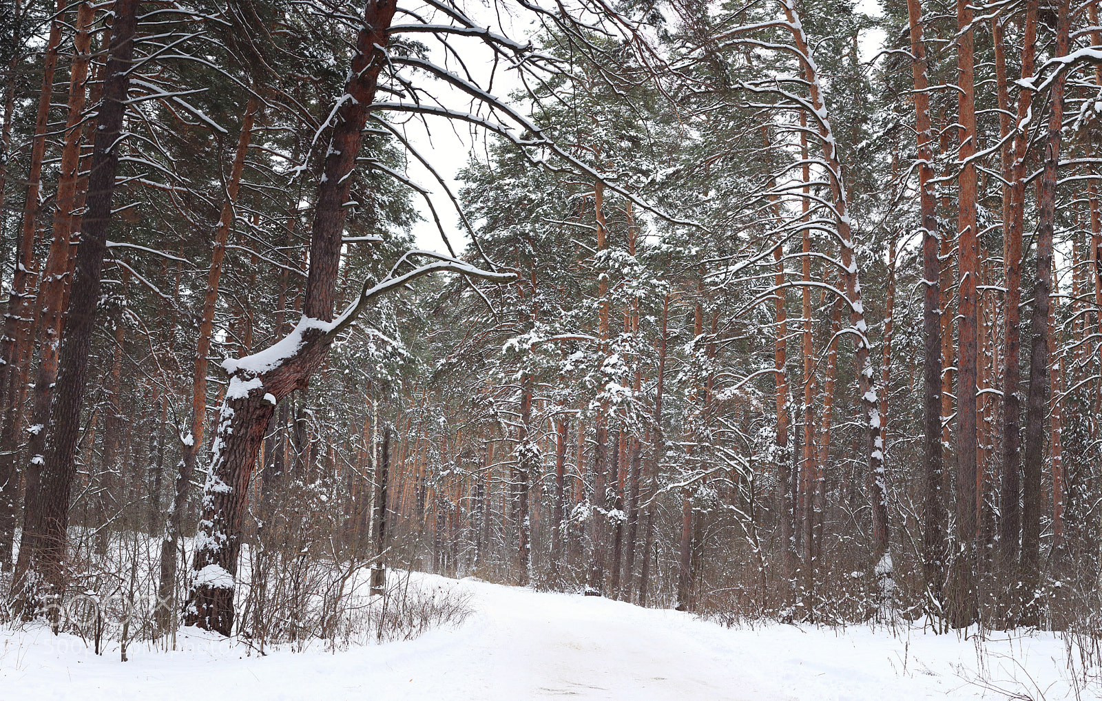 Canon EOS 700D (EOS Rebel T5i / EOS Kiss X7i) sample photo. Winter in the pine photography