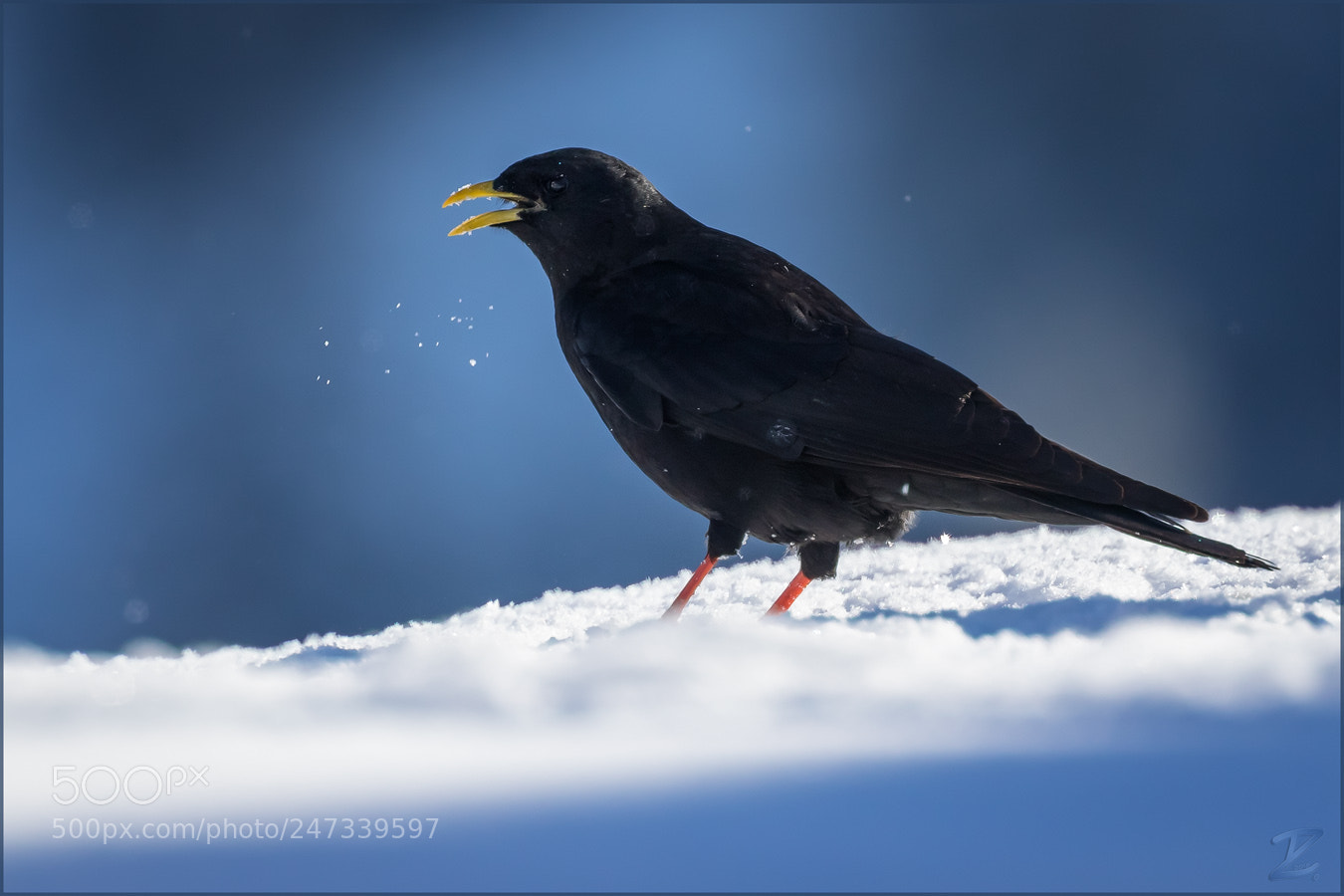 Canon EOS 7D Mark II sample photo. Alpendohle - alpine chough photography