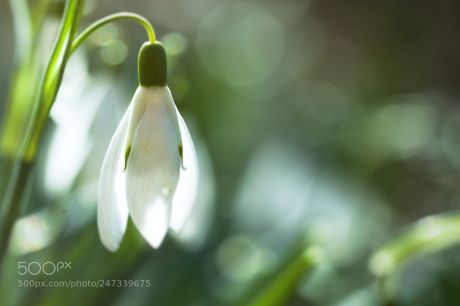 Sony a7R sample photo. Snowdrops photography