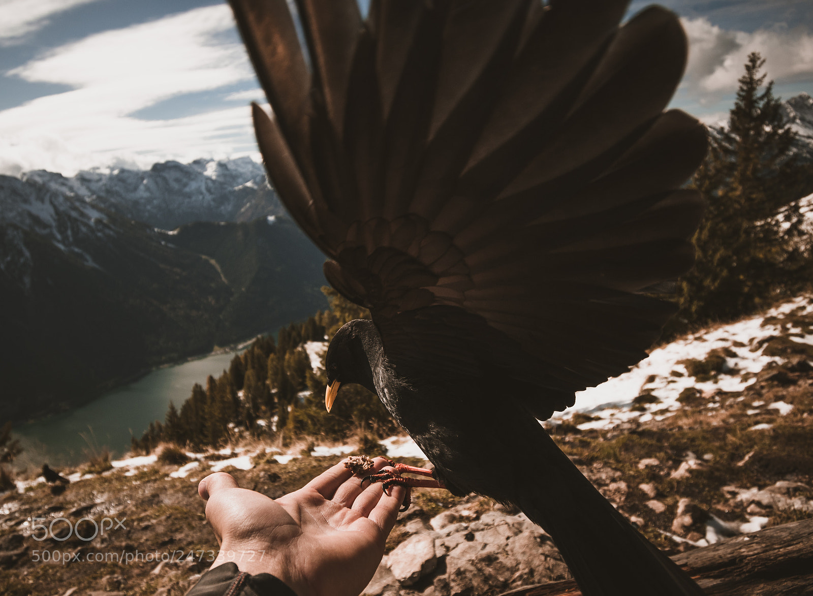 Nikon D5600 sample photo. Feeding birds above achensee photography