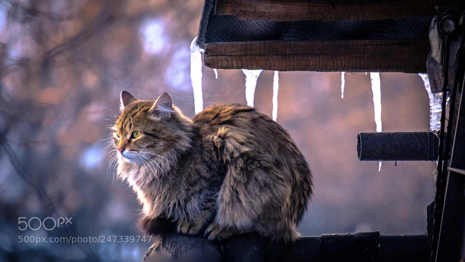 Fujifilm X-T2 sample photo. The cat sits waiting photography