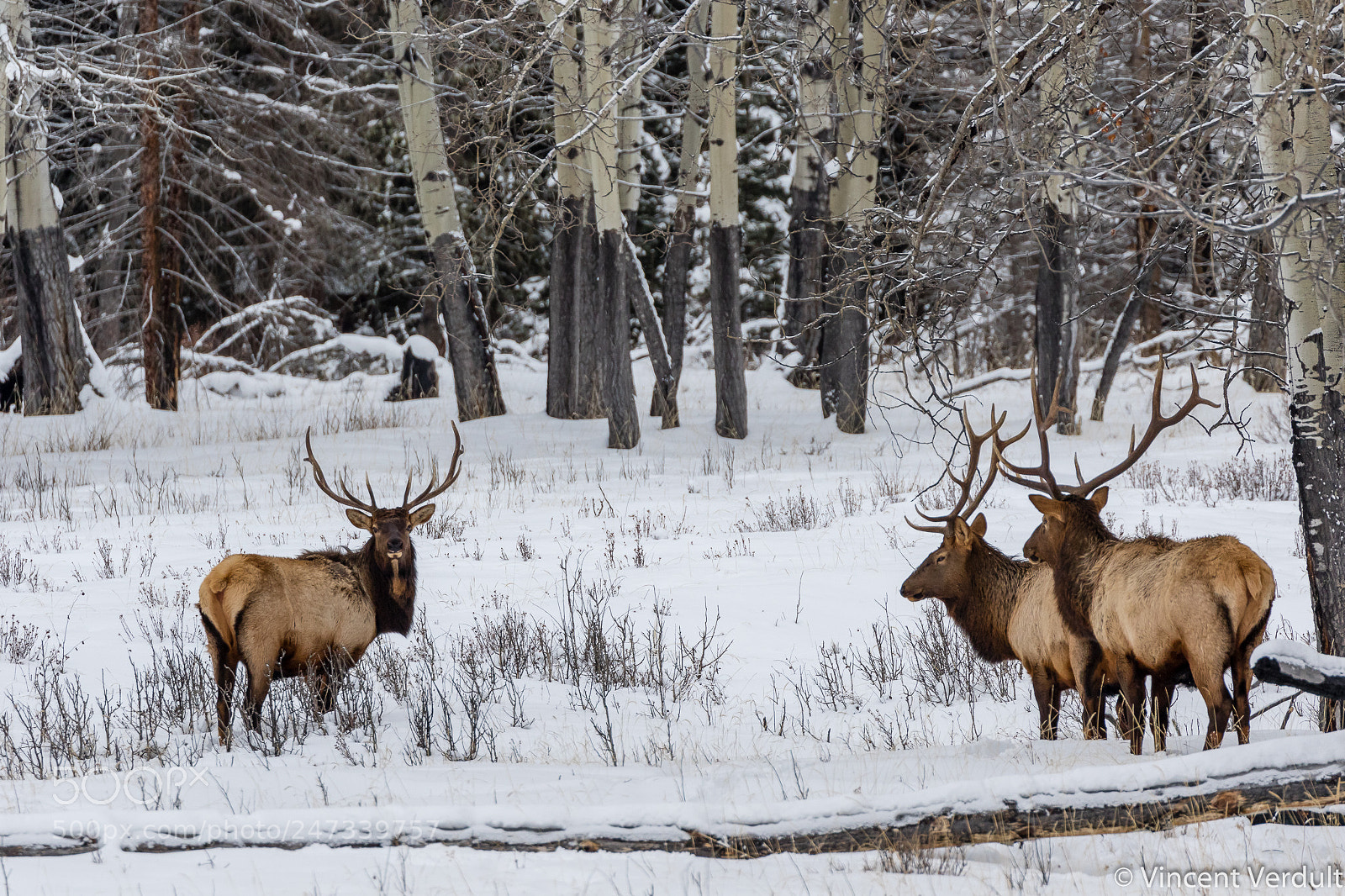 Canon EOS 7D Mark II sample photo. Three elk photography