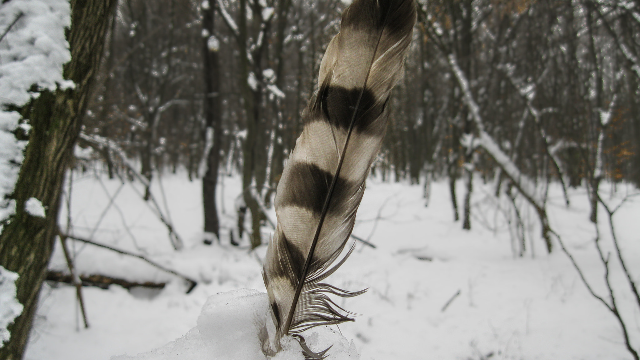 Canon PowerShot A3100 IS sample photo. Feather in snow photography