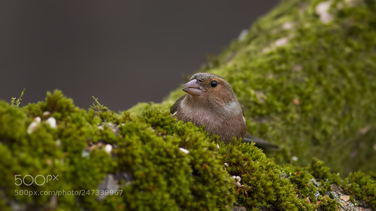 Canon EOS 7D sample photo. Common chaffinch photography