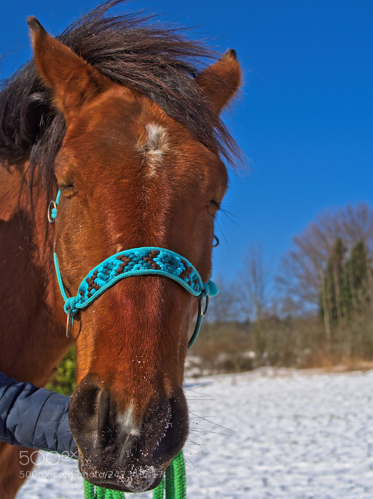 Olympus OM-D E-M10 II sample photo. Happy horse photography