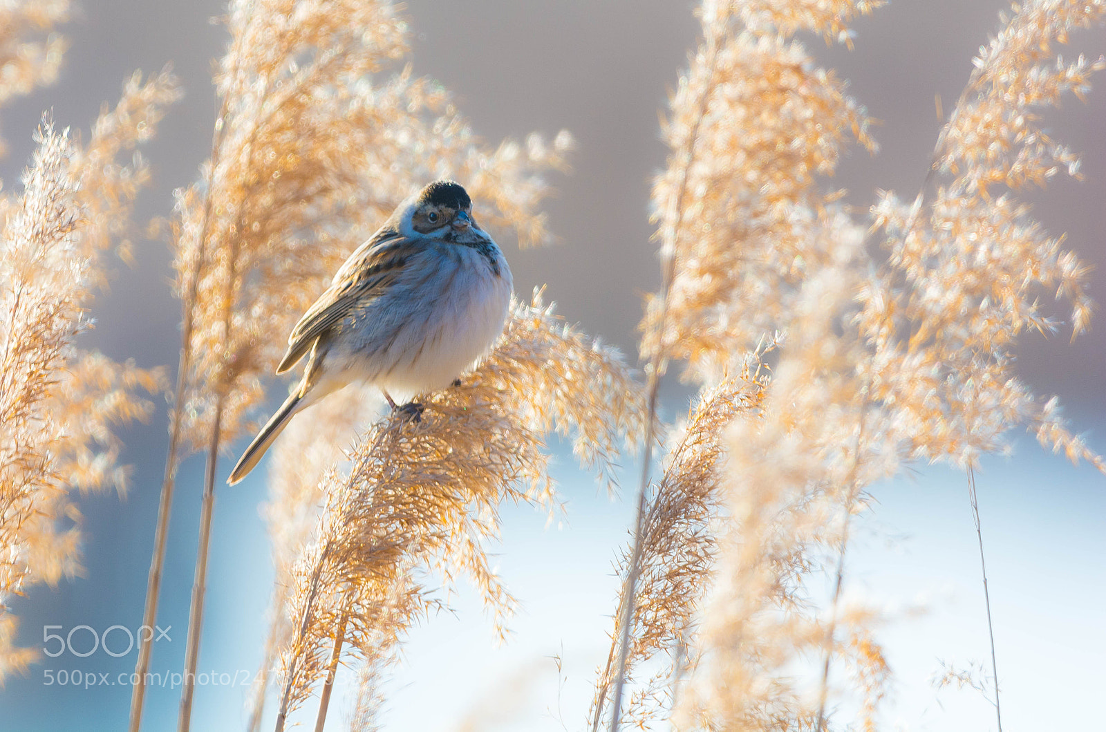 Nikon D7100 sample photo. Emberiza schoeniclus photography