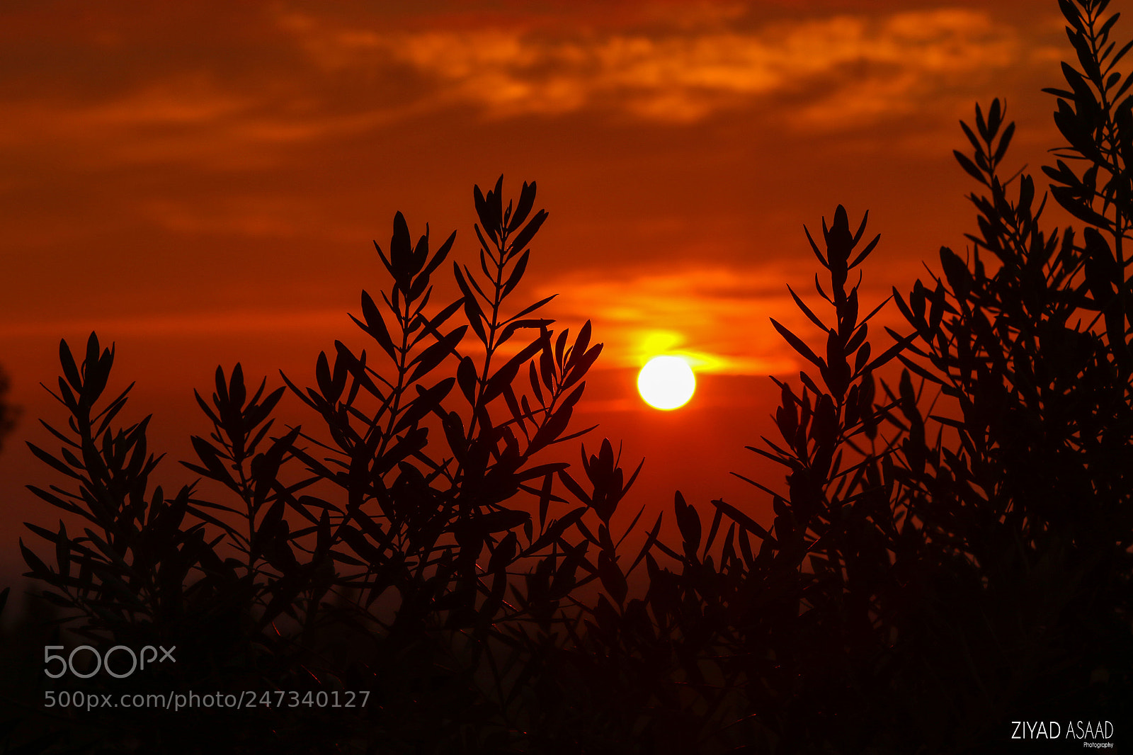 Canon EOS 7D Mark II sample photo. Untitled photography