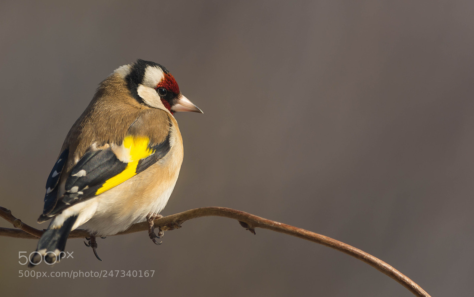 Nikon D7100 sample photo. Carduelis carduelis photography