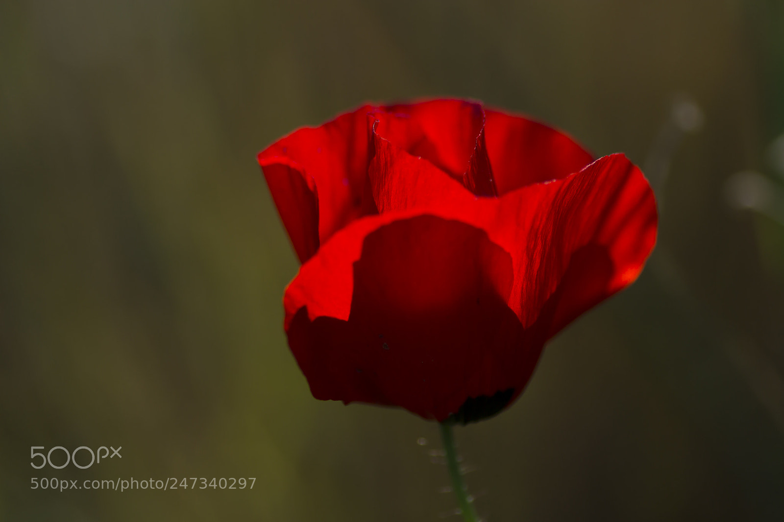 Canon EOS 600D (Rebel EOS T3i / EOS Kiss X5) sample photo. Red poppy photography
