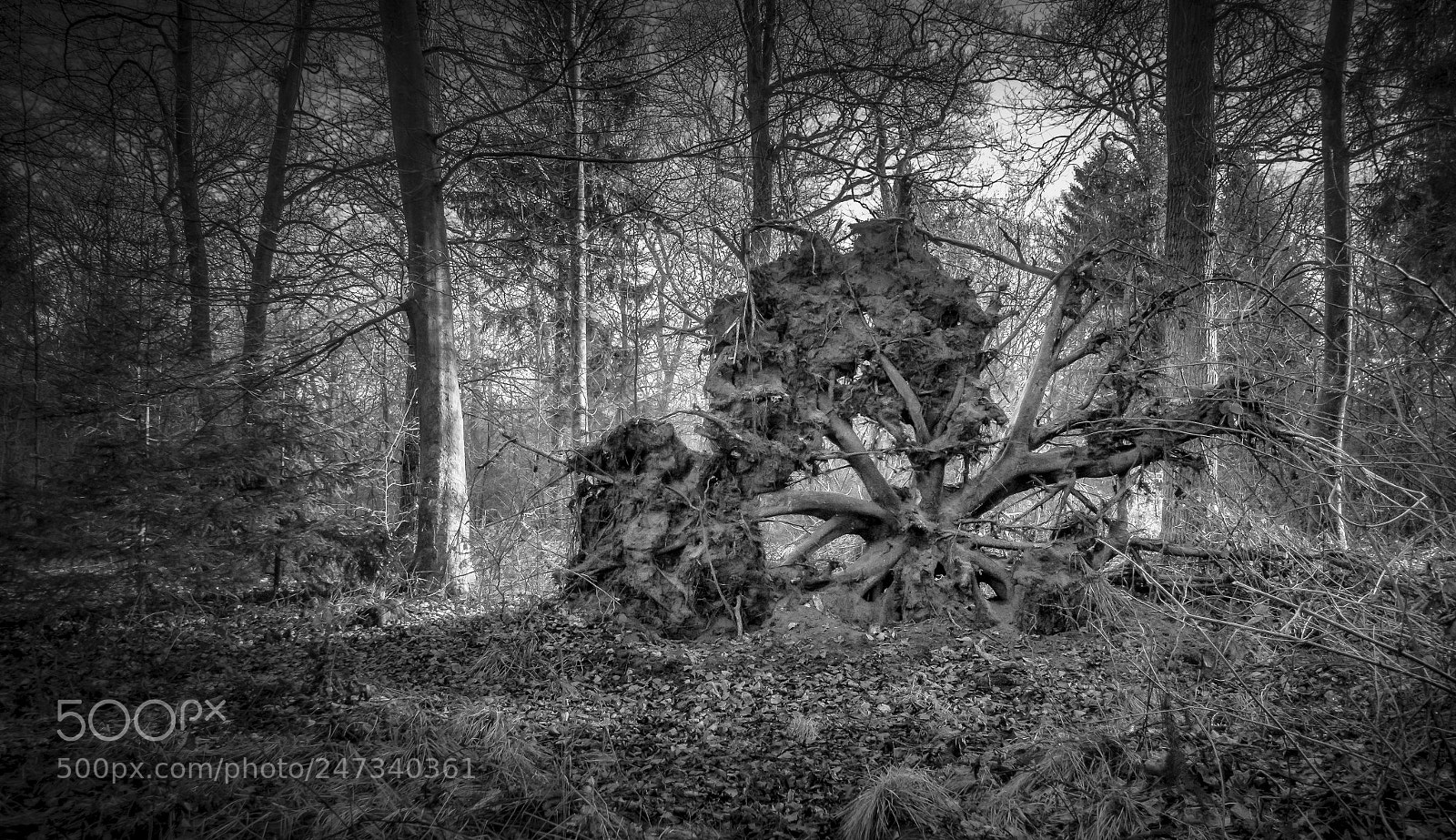 Sony Cyber-shot DSC-RX100 IV sample photo. Forces of nature photography
