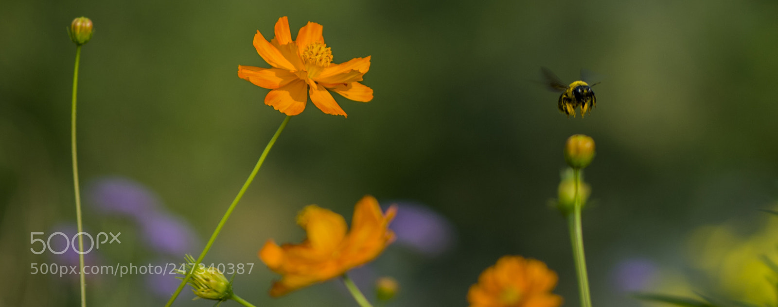 Nikon D60 sample photo. 插画 photography