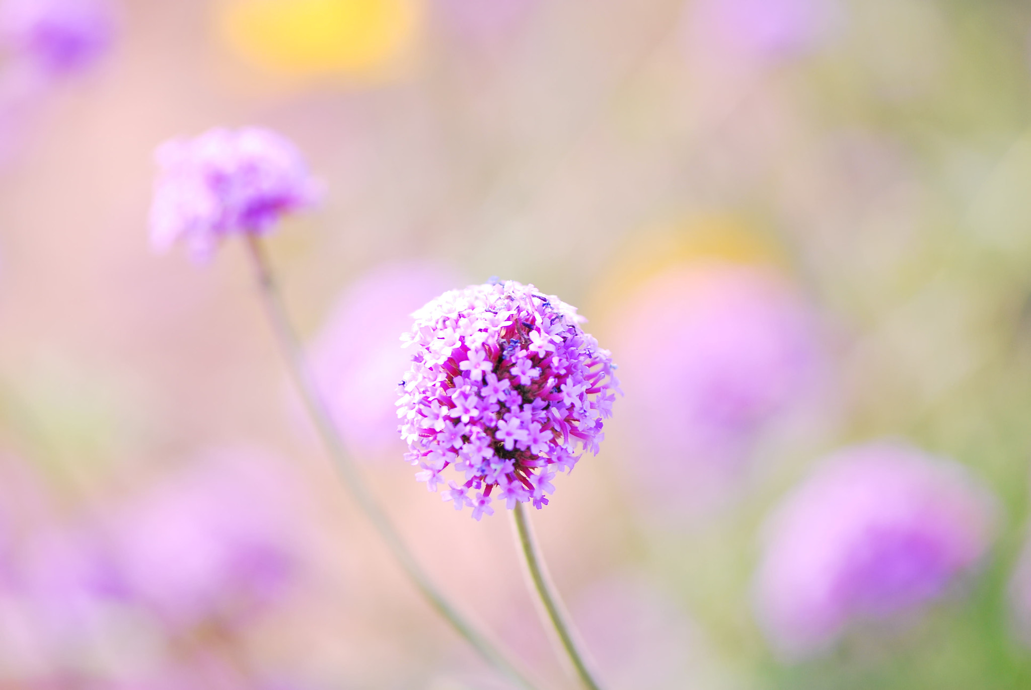 Nikon AF-S Micro-Nikkor 105mm F2.8G IF-ED VR sample photo. 花儿 photography