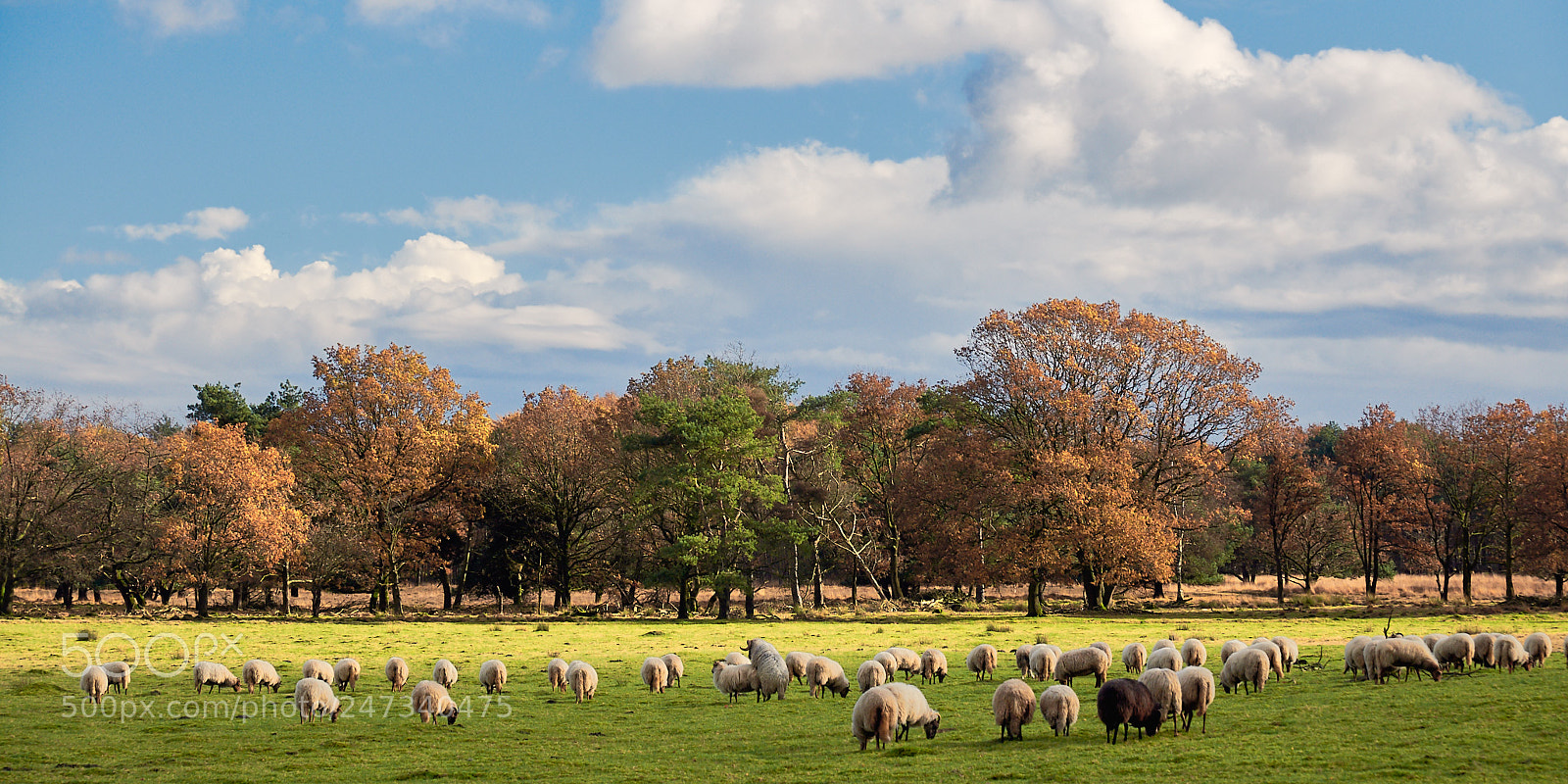 Nikon D300 sample photo. Heide van allardsoog photography