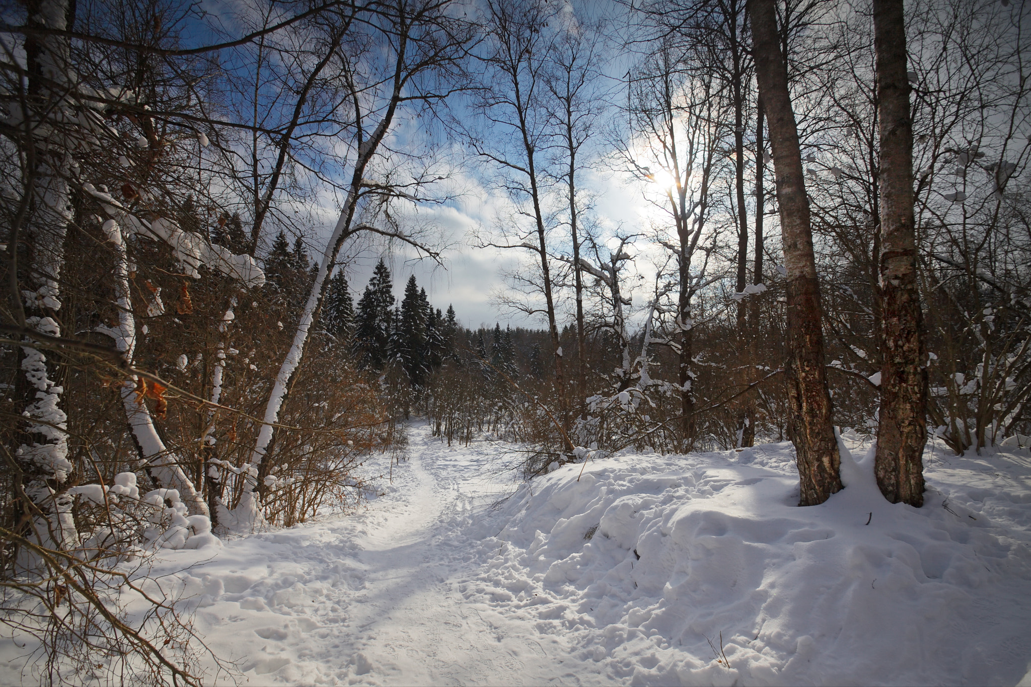 Sigma 10-20mm F3.5 EX DC HSM sample photo. Зима в лесу photography