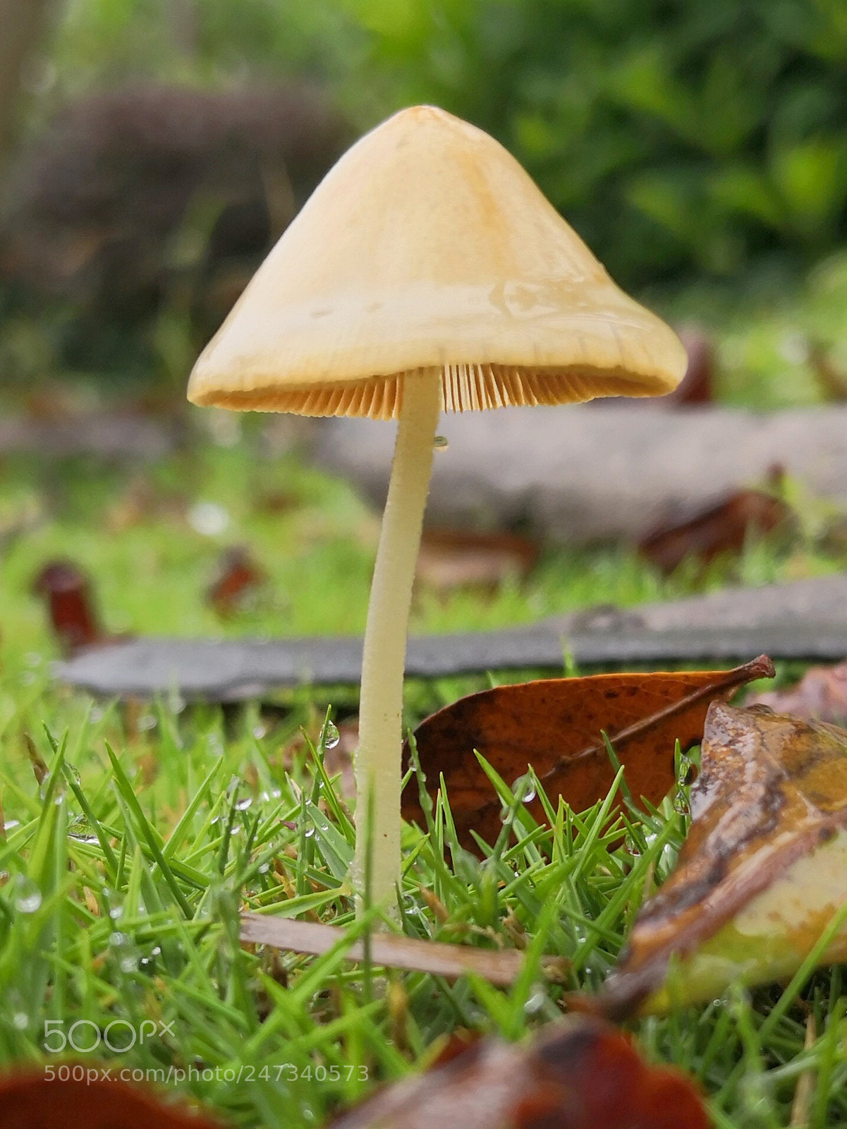 HUAWEI Mate 10 sample photo. A little mushroom photography