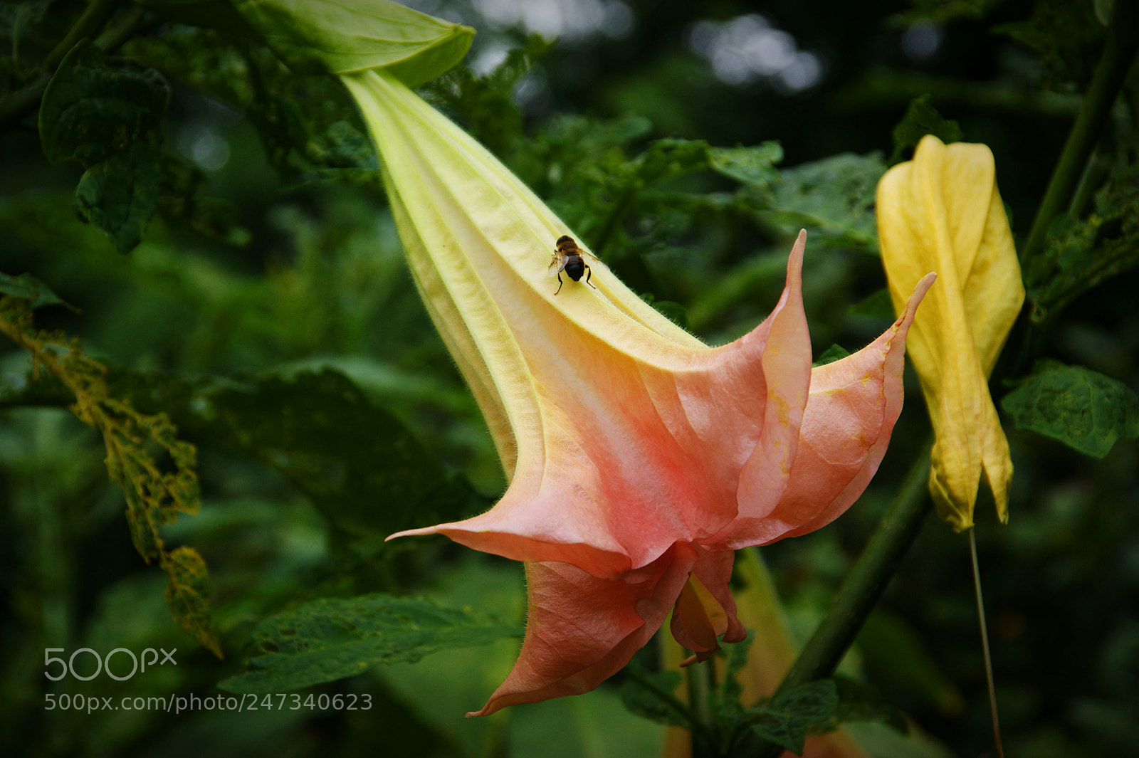 Sony Alpha DSLR-A350 sample photo. Honigbiene photography