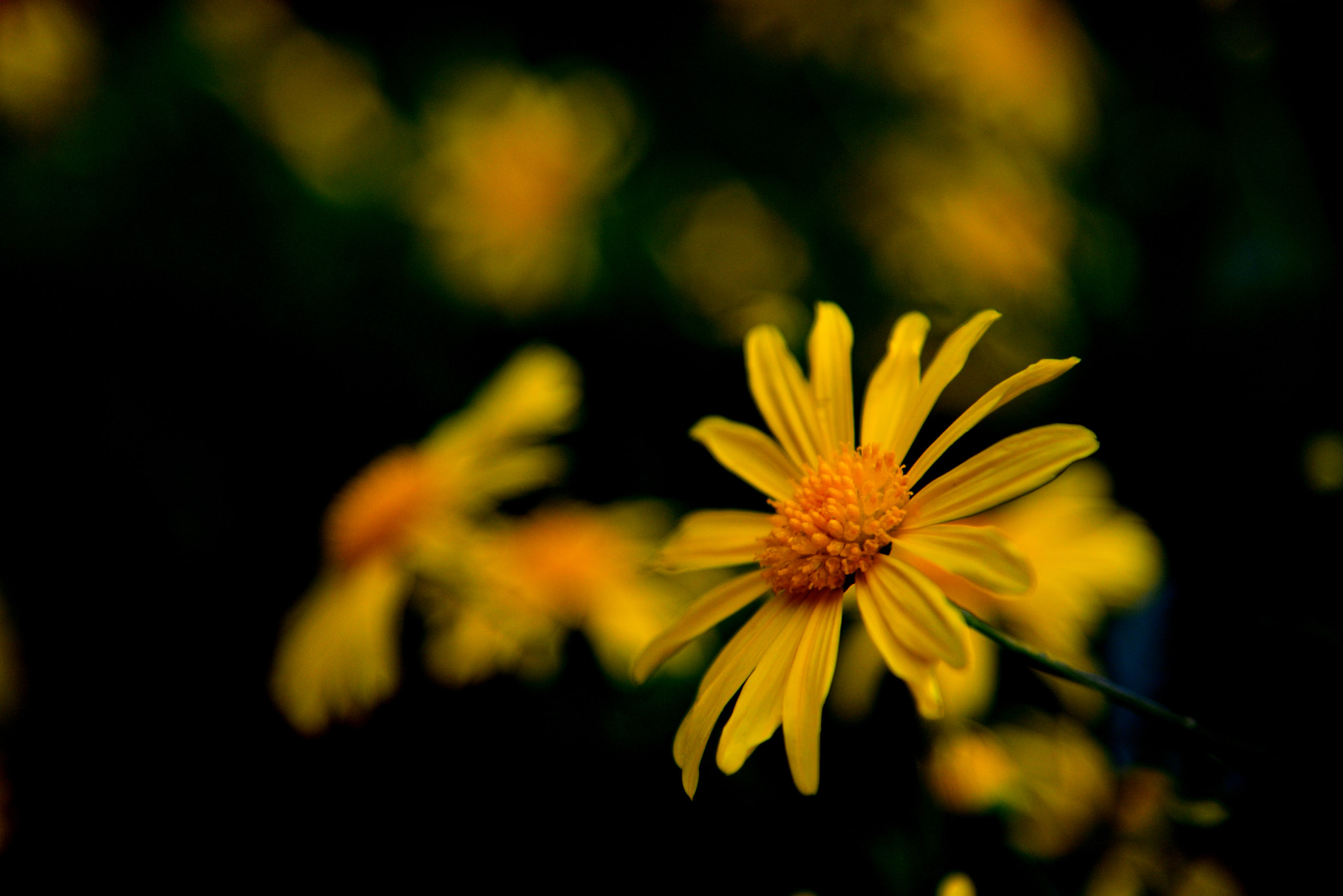 Nikon AF-S Nikkor 24-120mm F4G ED VR sample photo. Dsc photography