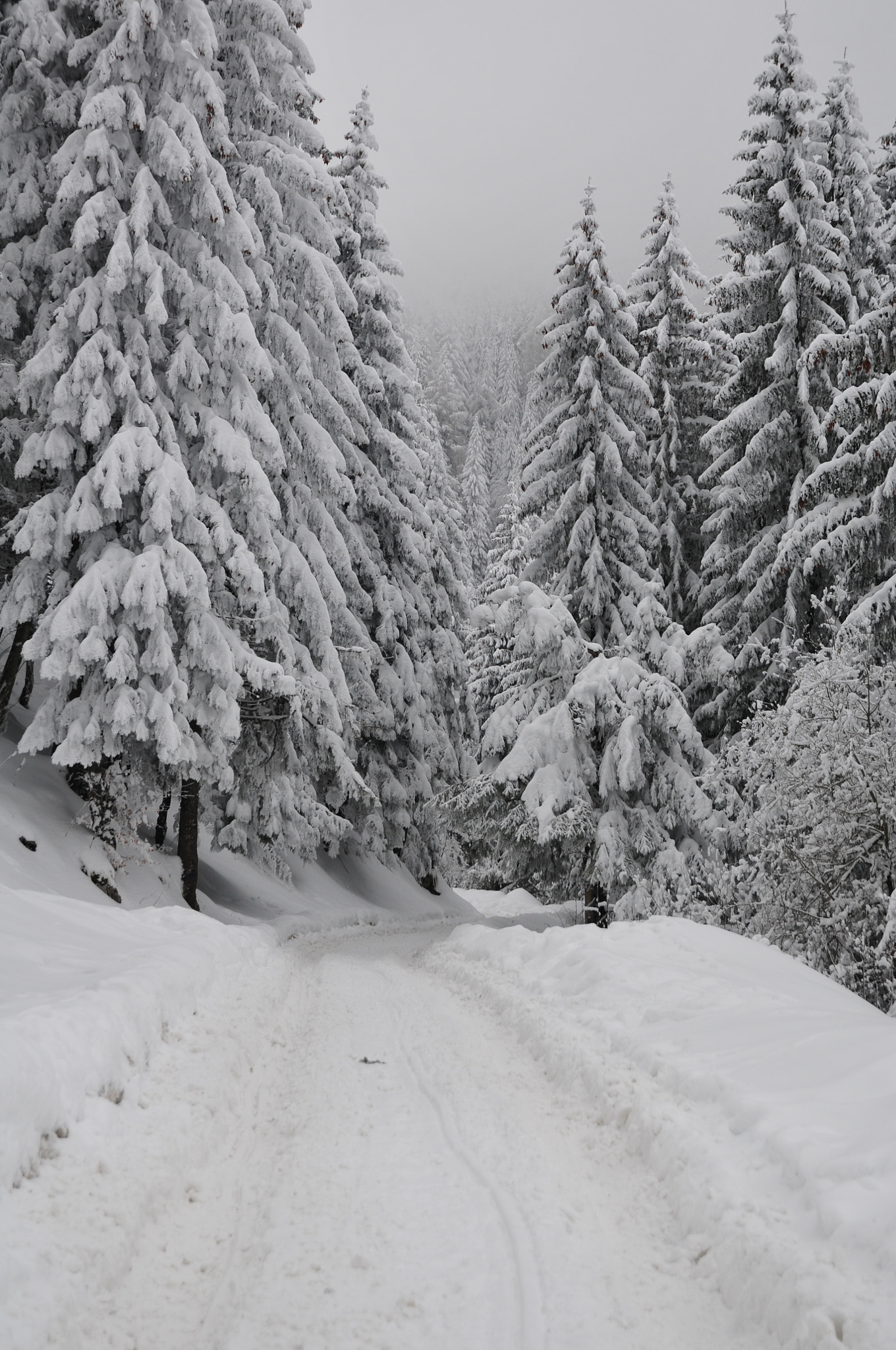Nikon D300S sample photo. Winter photography