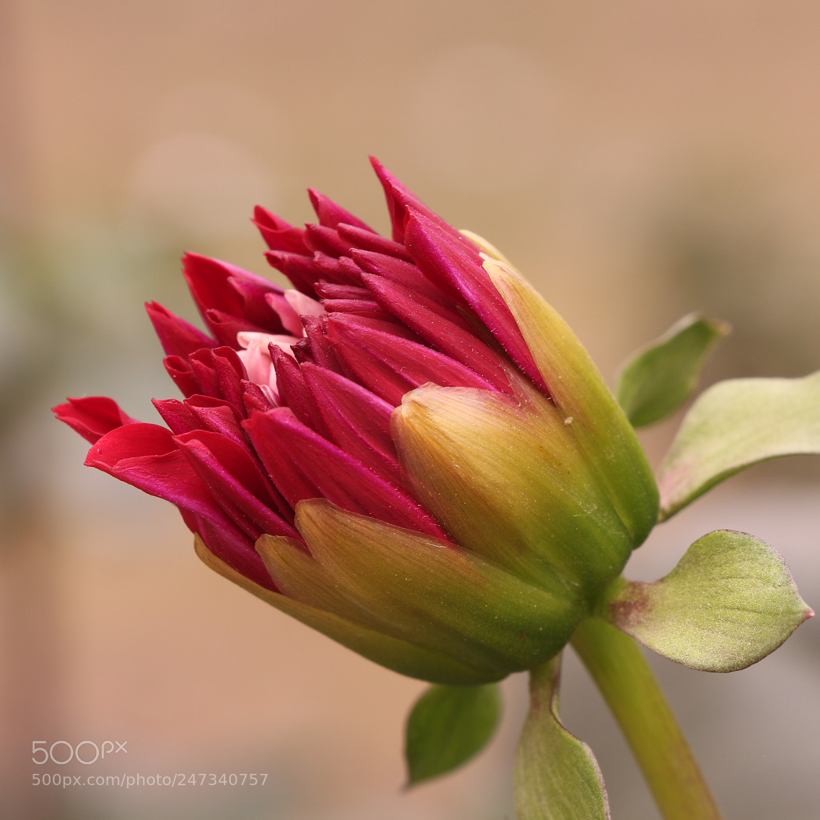 Canon EOS 700D (EOS Rebel T5i / EOS Kiss X7i) sample photo. Dahlia flower photography