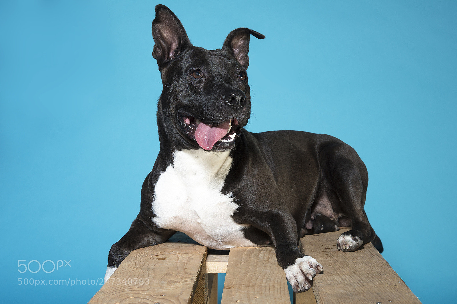 Nikon D800 sample photo. Lolita. saved dog fighting. photography