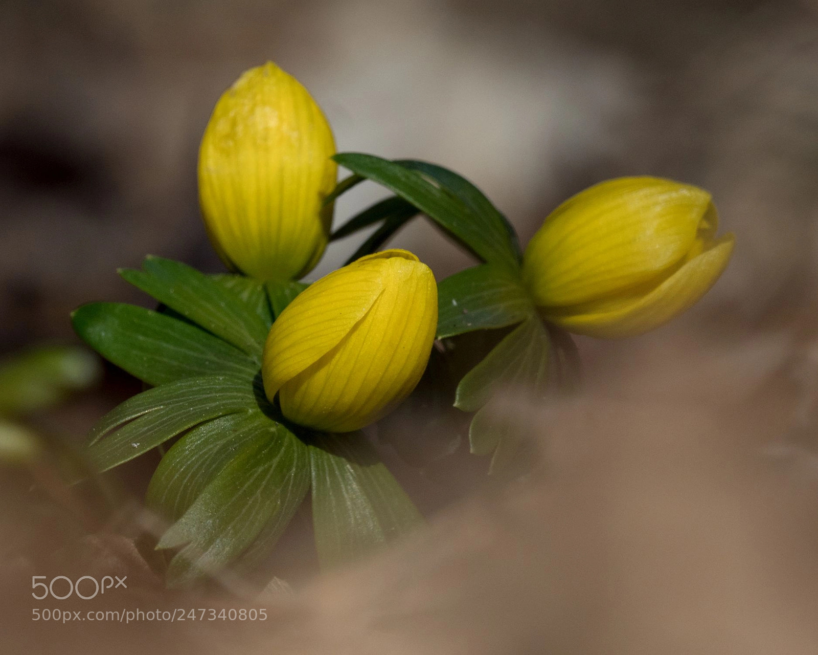 Olympus OM-D E-M1 Mark II sample photo. Looking for the springtime............... photography
