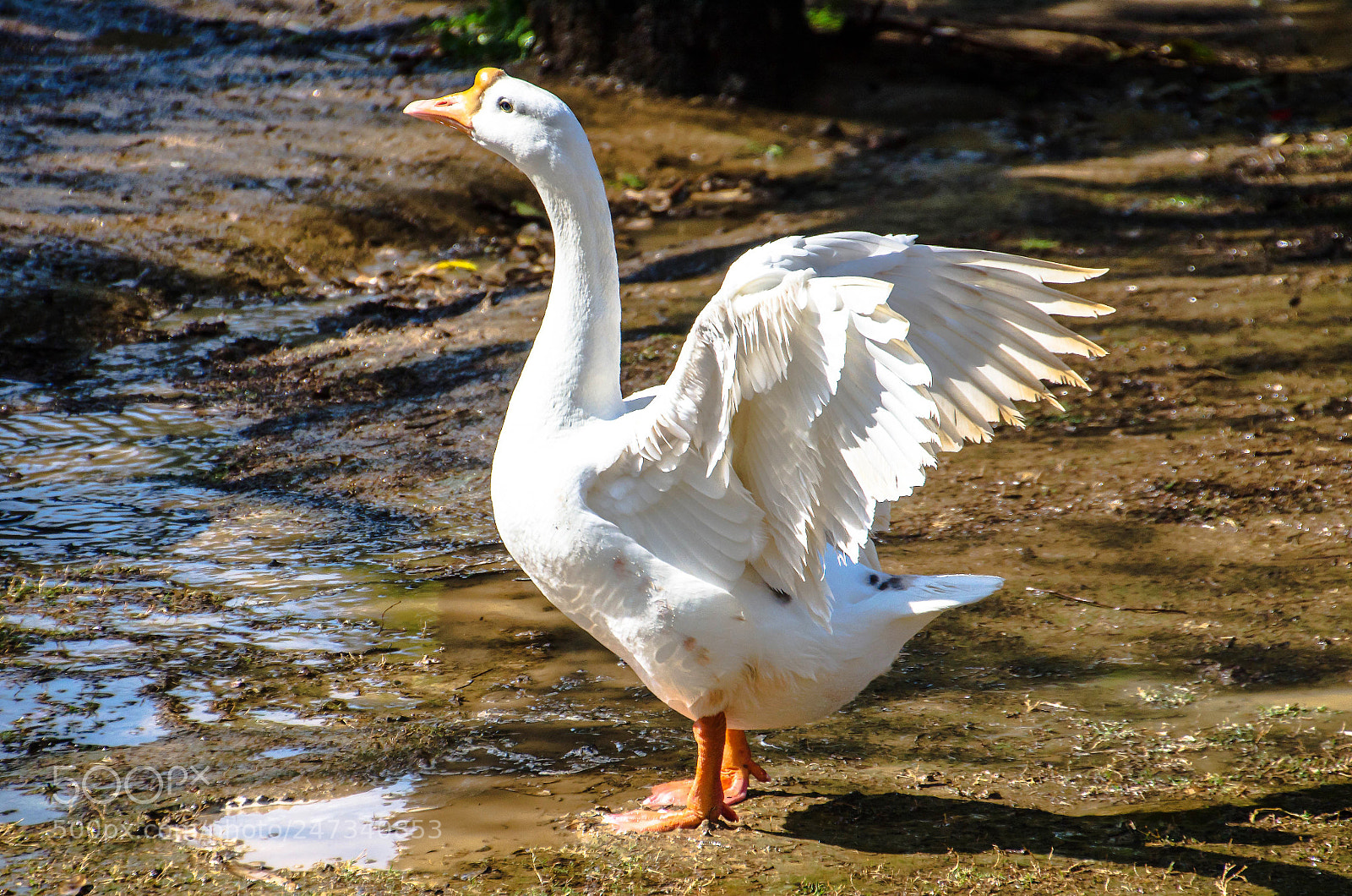 Nikon D5100 sample photo. Ready. steady, go! photography