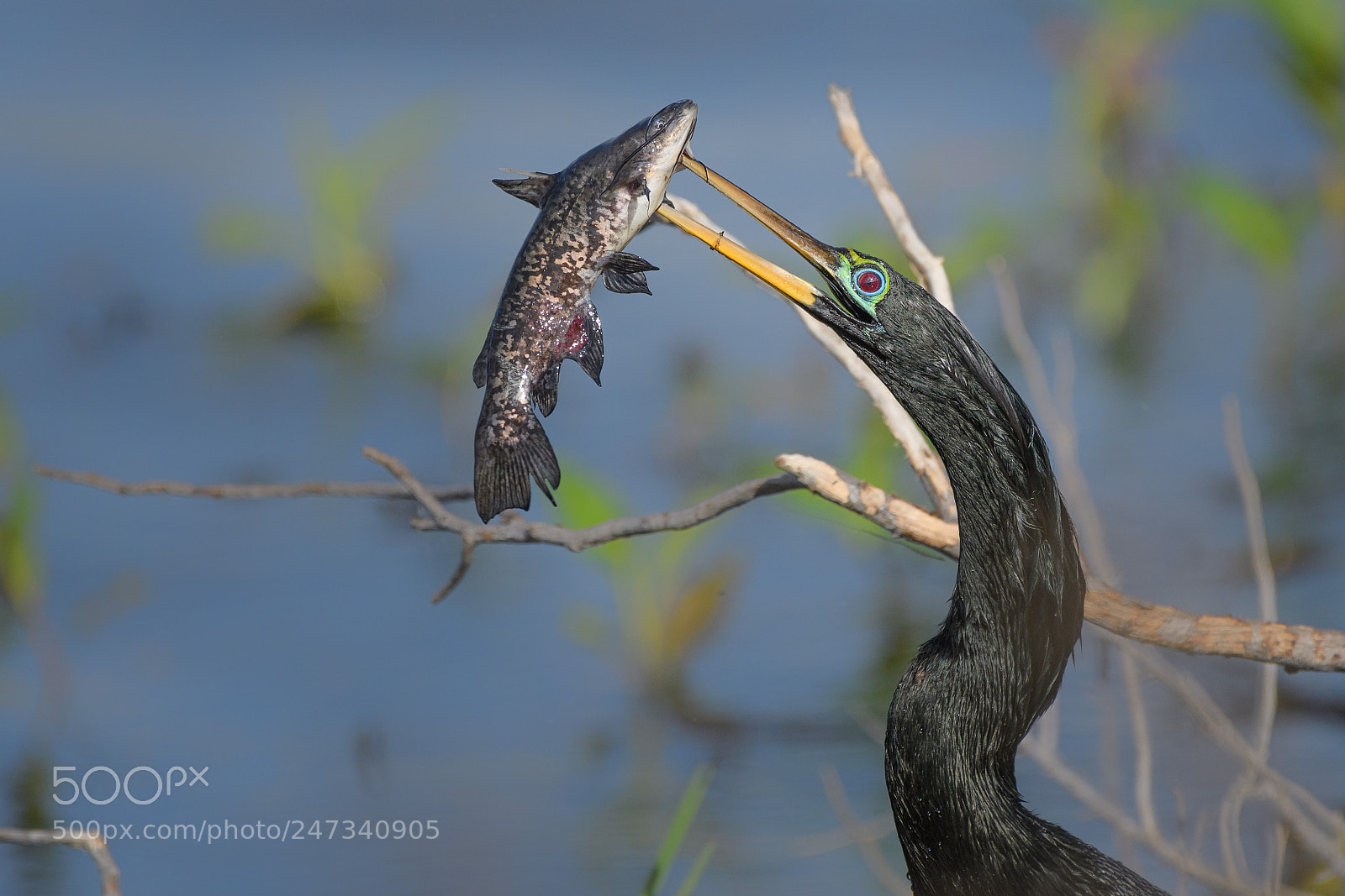 Nikon D500 sample photo. Anhinga with a catch. photography