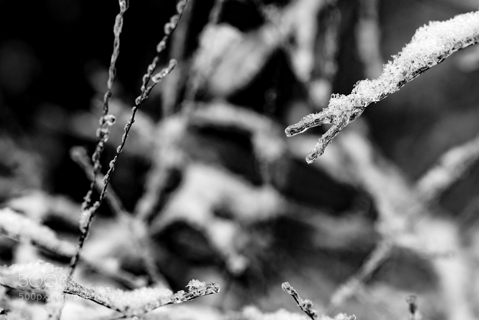 Canon EOS 5D Mark IV sample photo. Ice covered tall grass photography