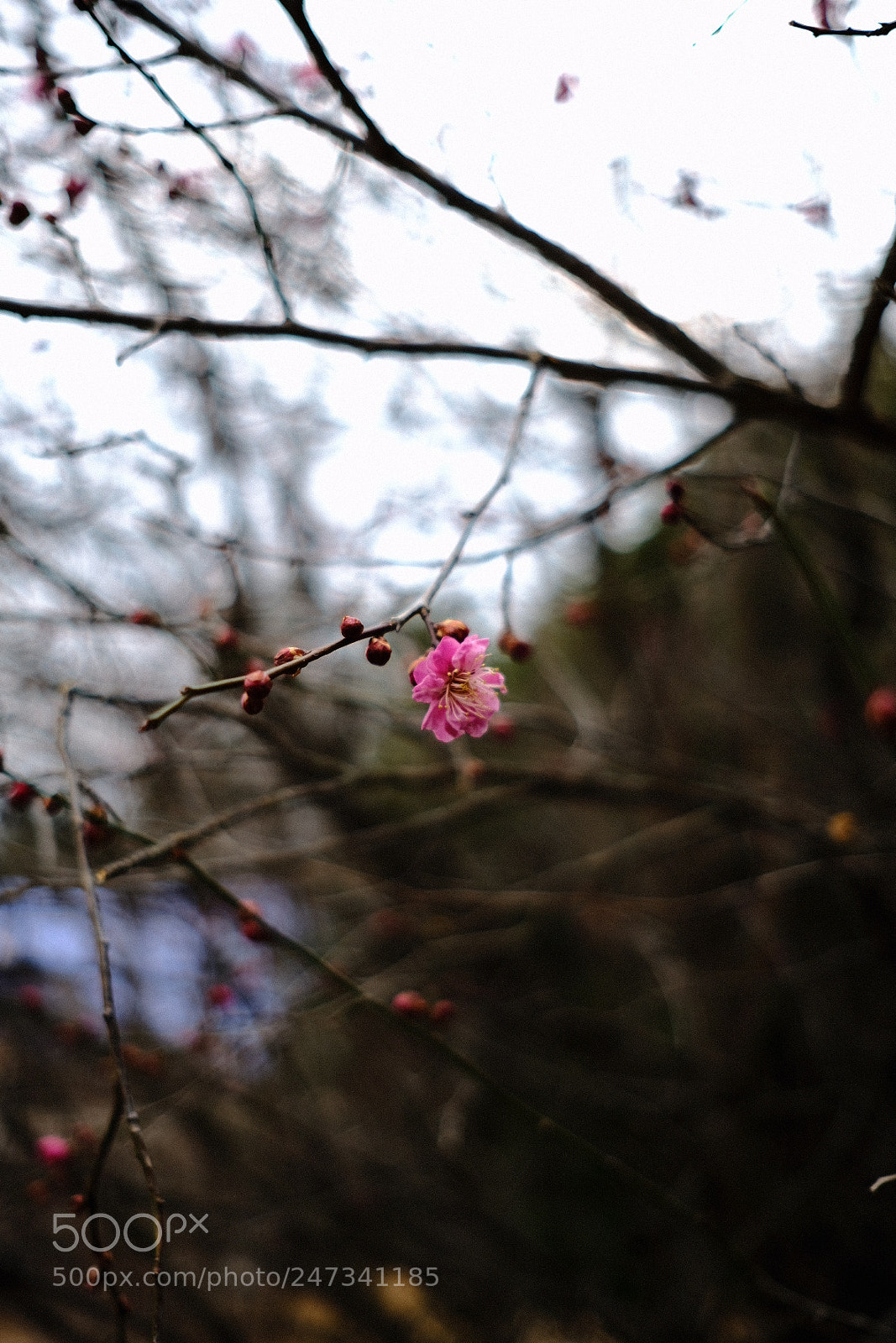 Fujifilm X-Pro2 sample photo. Untitled photography