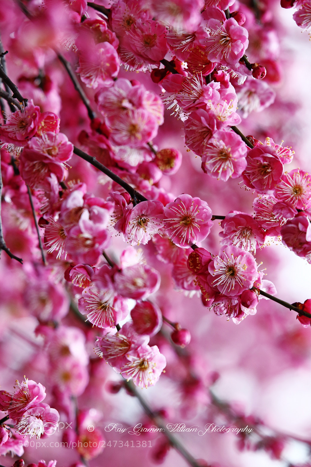 Canon EOS 7D Mark II sample photo. Forever-bloom flowers photography