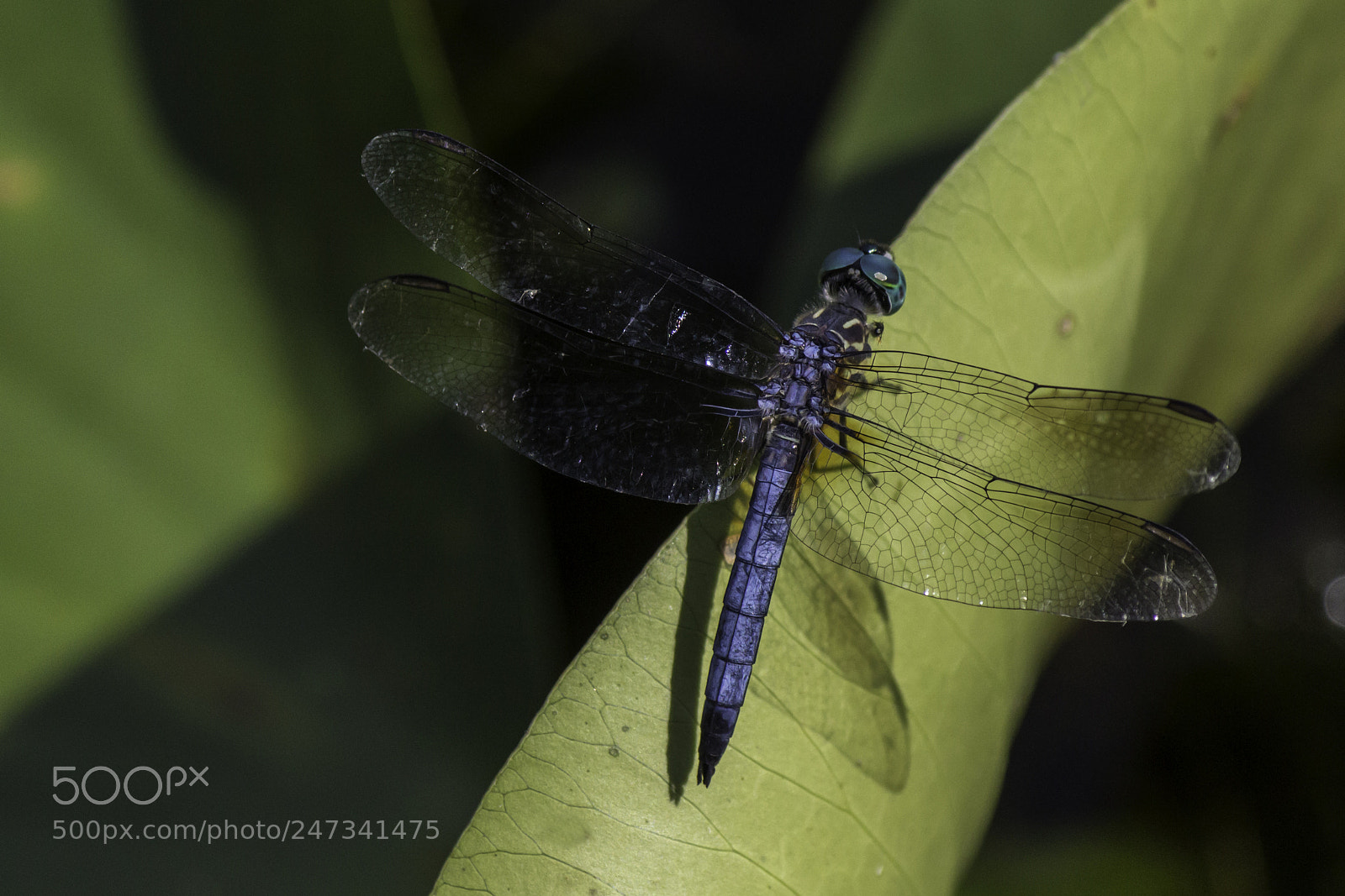 Canon EOS 700D (EOS Rebel T5i / EOS Kiss X7i) sample photo. Dragon fly 2 photography