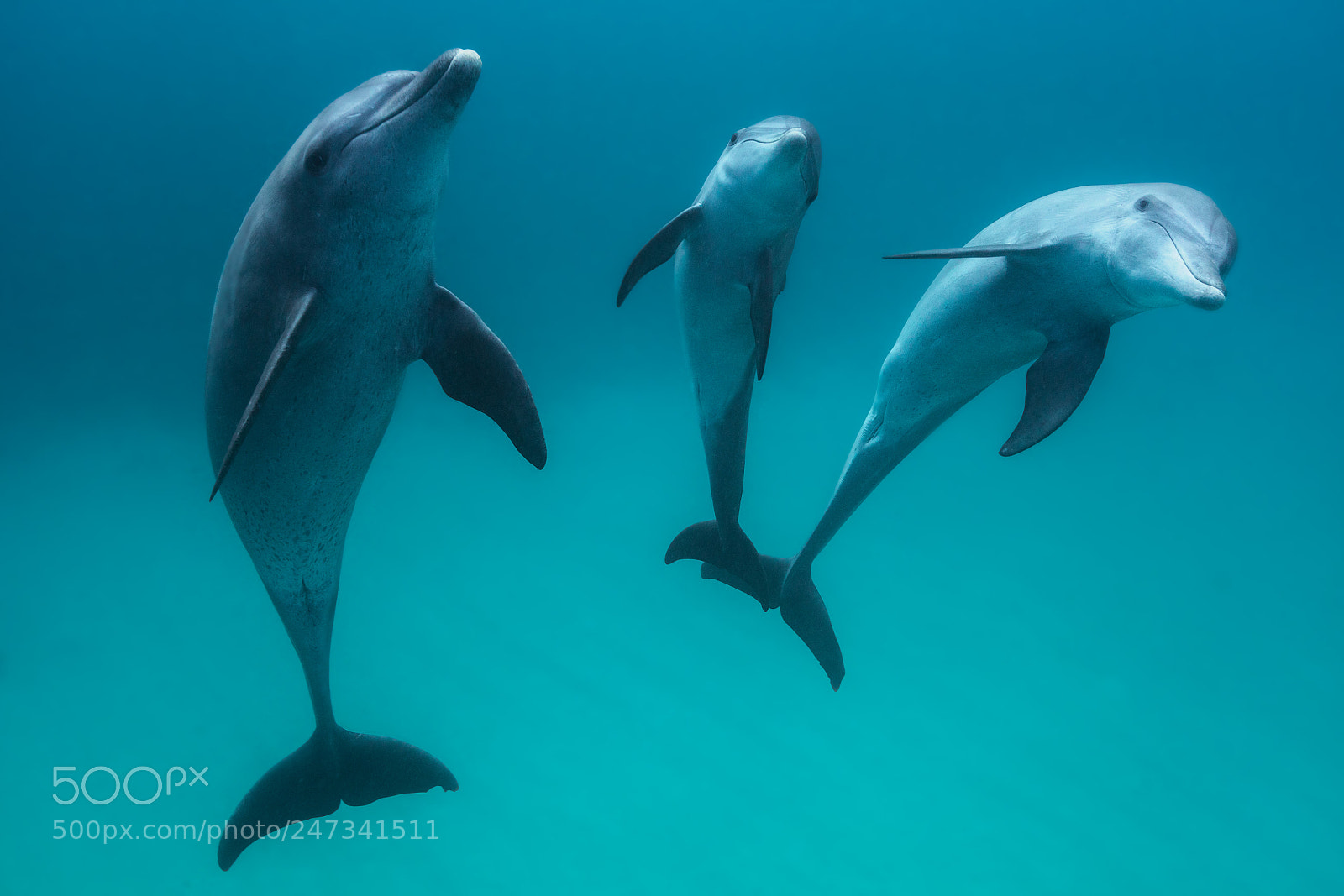 Canon EOS 5DS R sample photo. Bottlenose dolphins photography
