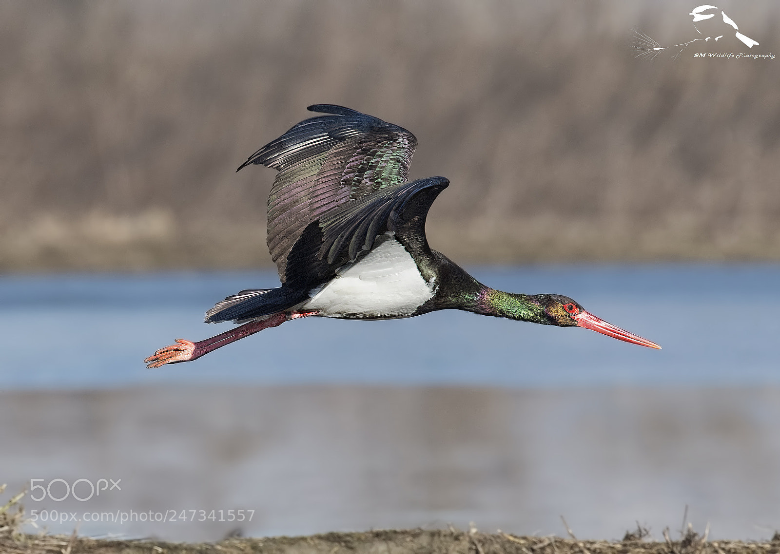Nikon D500 sample photo. Ground flight of black photography