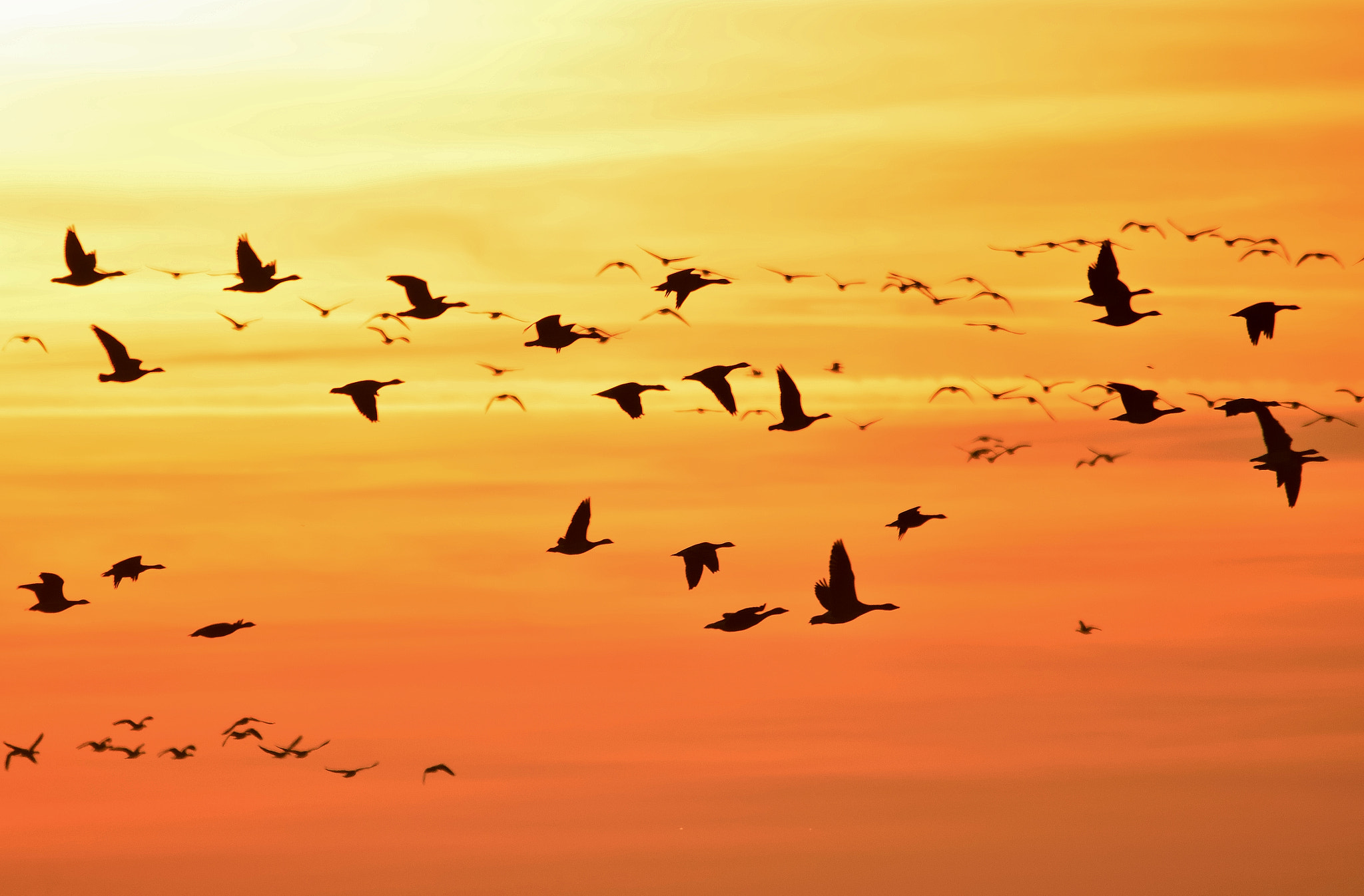 Sigma 150-500mm F5-6.3 DG OS HSM sample photo. Goose by sunset photography