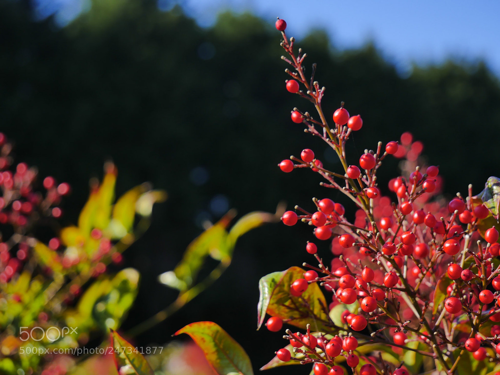 Panasonic Lumix DMC-GX8 sample photo. Winter berries photography