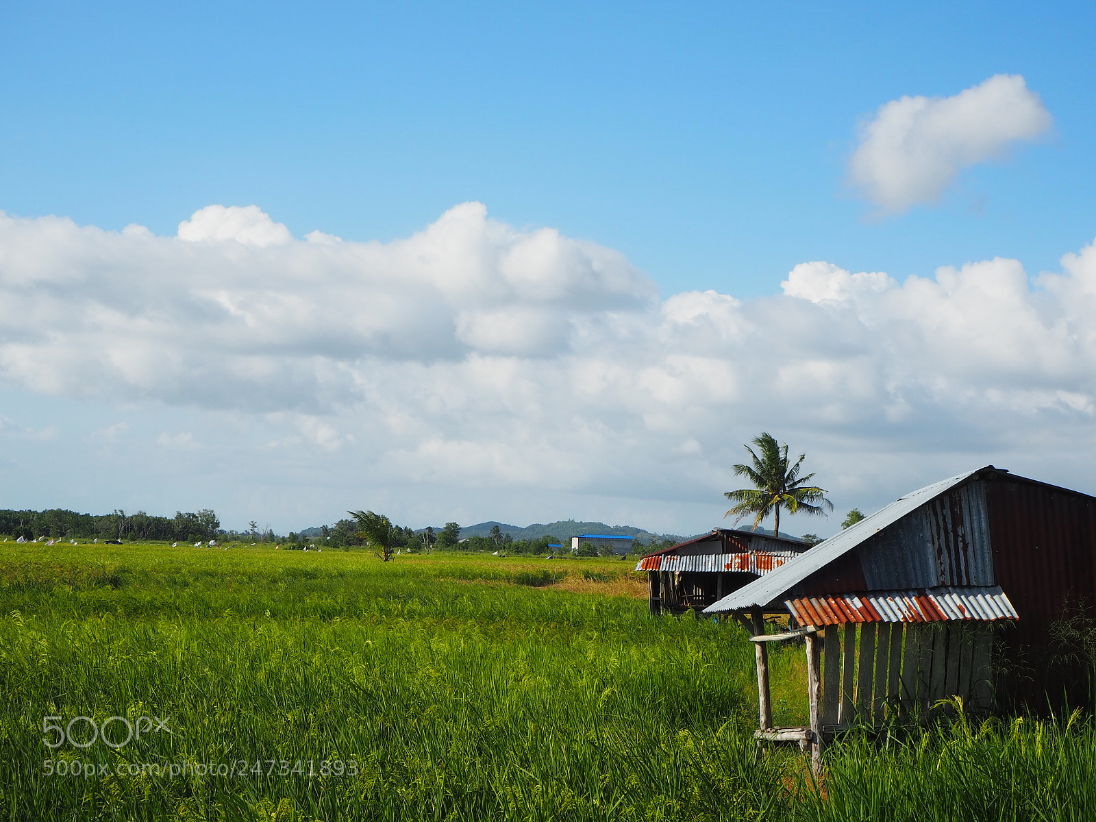 Olympus OM-D E-M10 III sample photo. Paddy field in a photography