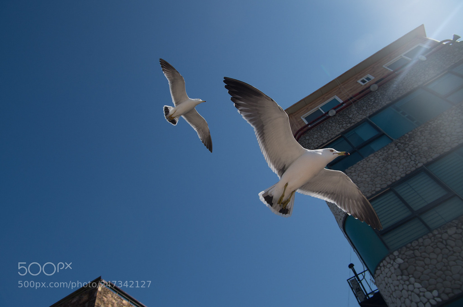 Pentax K-50 sample photo. Flight sky seagull blue photography