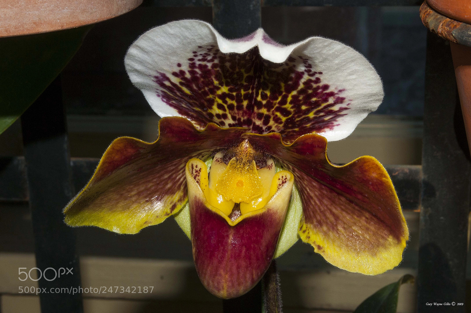 Nikon D300 sample photo. Paphiopedilum orchid photography