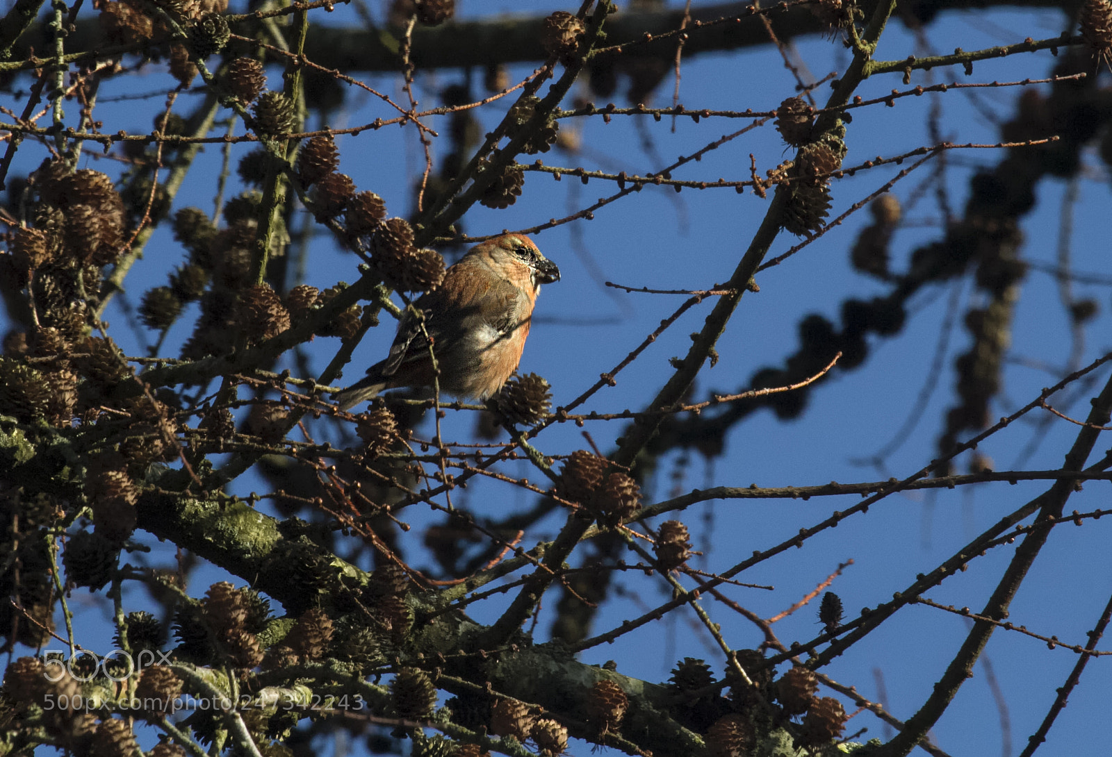 Canon EOS 7D sample photo. Parrot crossbill photography