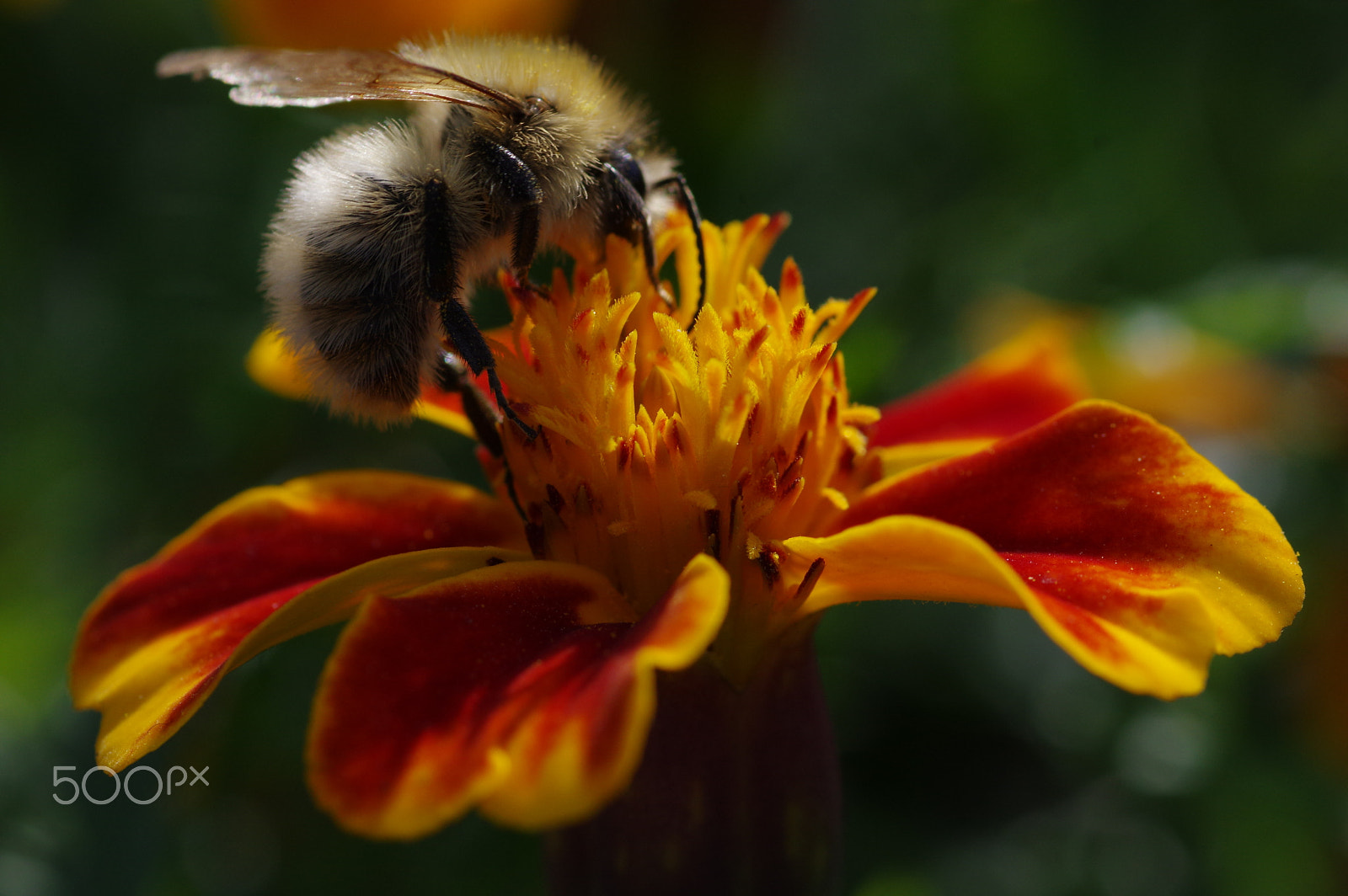 Pentax smc D-FA 100mm F2.8 Macro WR sample photo. Pollinator at work photography
