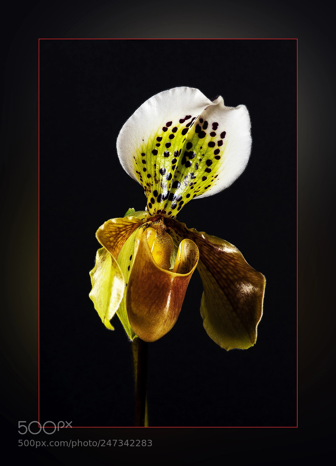 Nikon D90 sample photo. Orchid photography