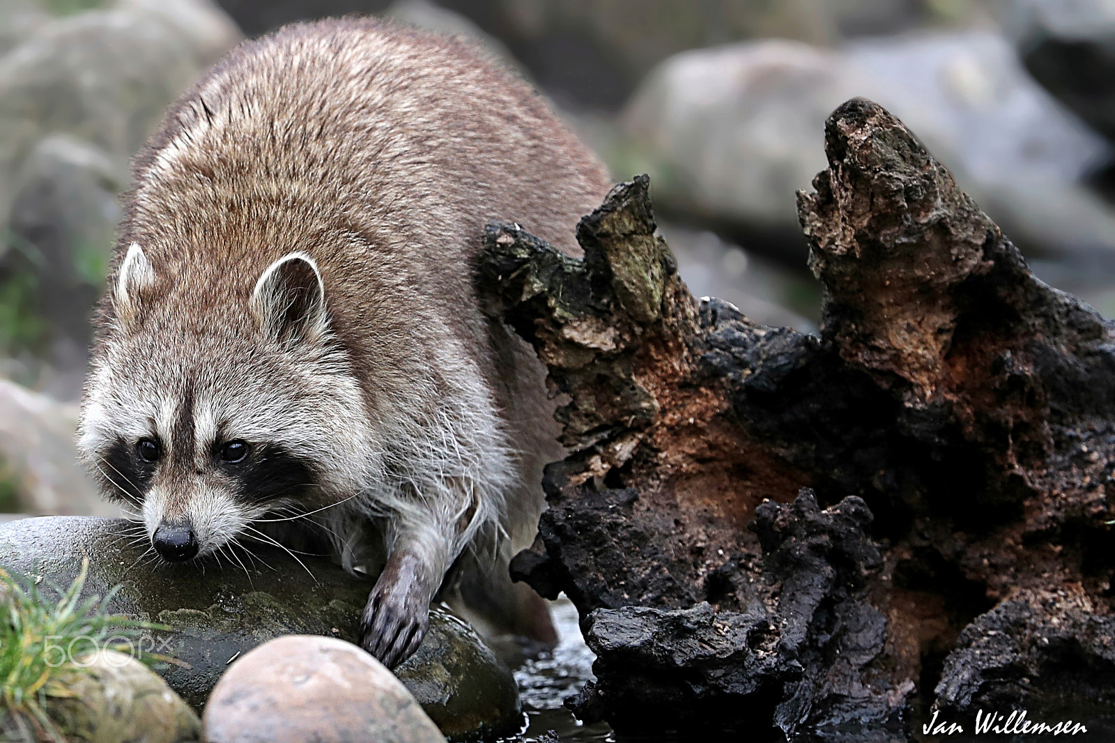 Canon EF 300mm F2.8L IS II USM sample photo. Raccoon photography