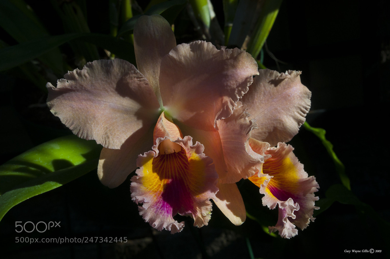 Nikon D300 sample photo. Cattleya orchid photography