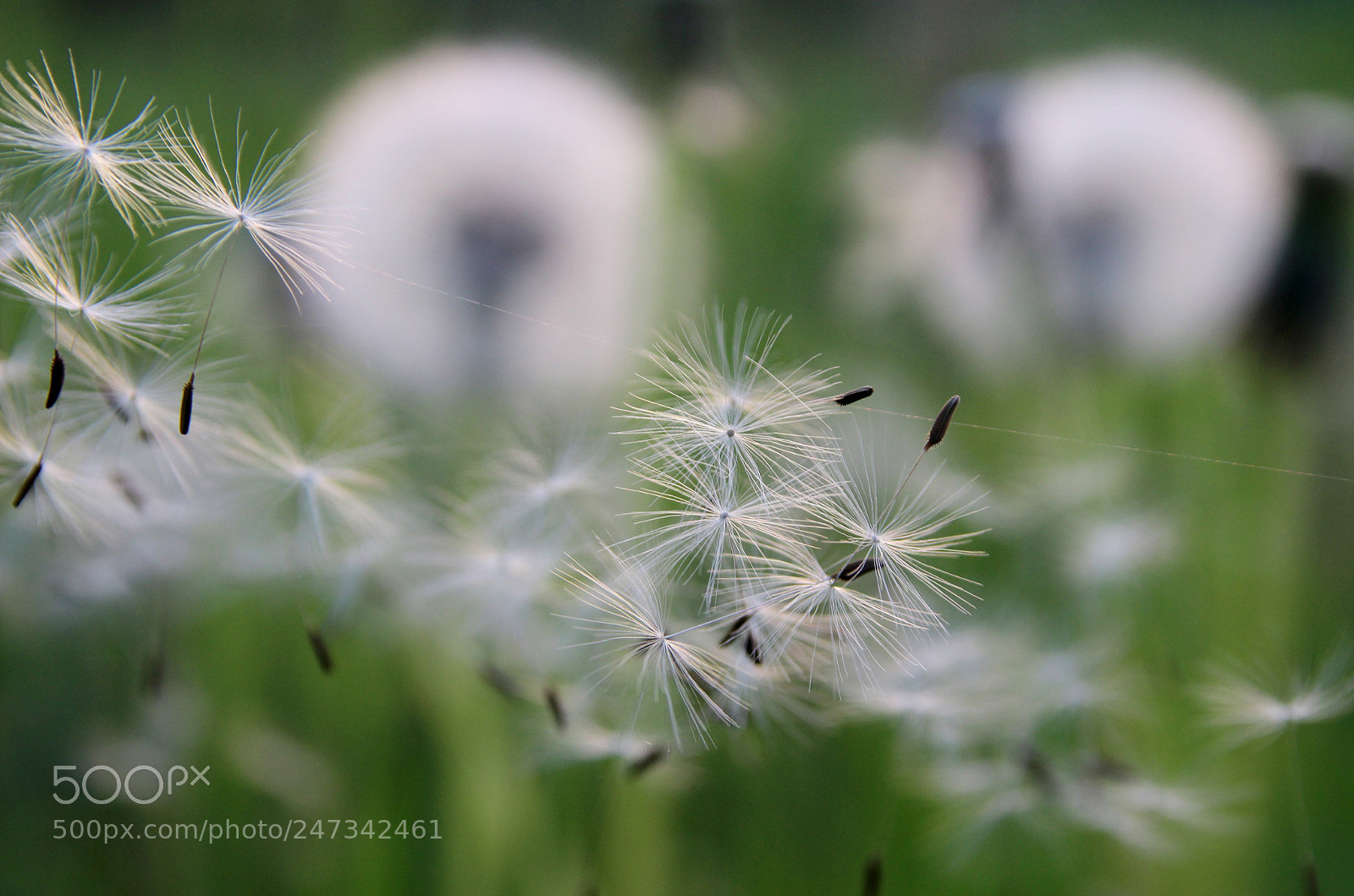 Canon EOS 600D (Rebel EOS T3i / EOS Kiss X5) sample photo. Wildflowers. umbrellas of dandelions. photography