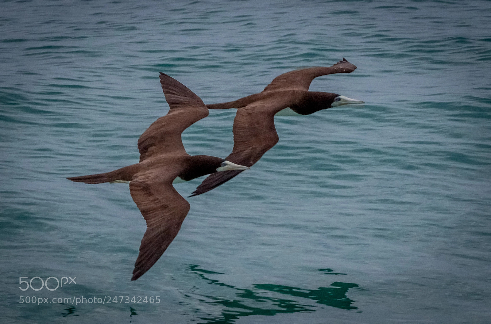 Canon EOS 7D Mark II sample photo. Brown boobies photography