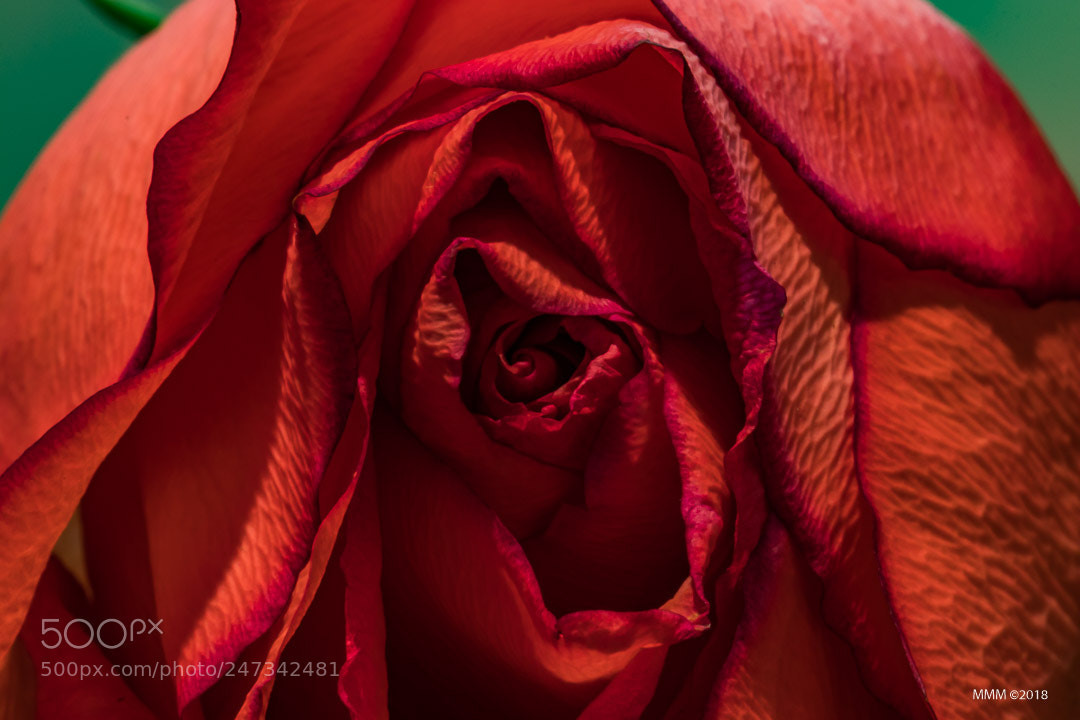 Canon EOS 77D (EOS 9000D / EOS 770D) sample photo. Rose photography