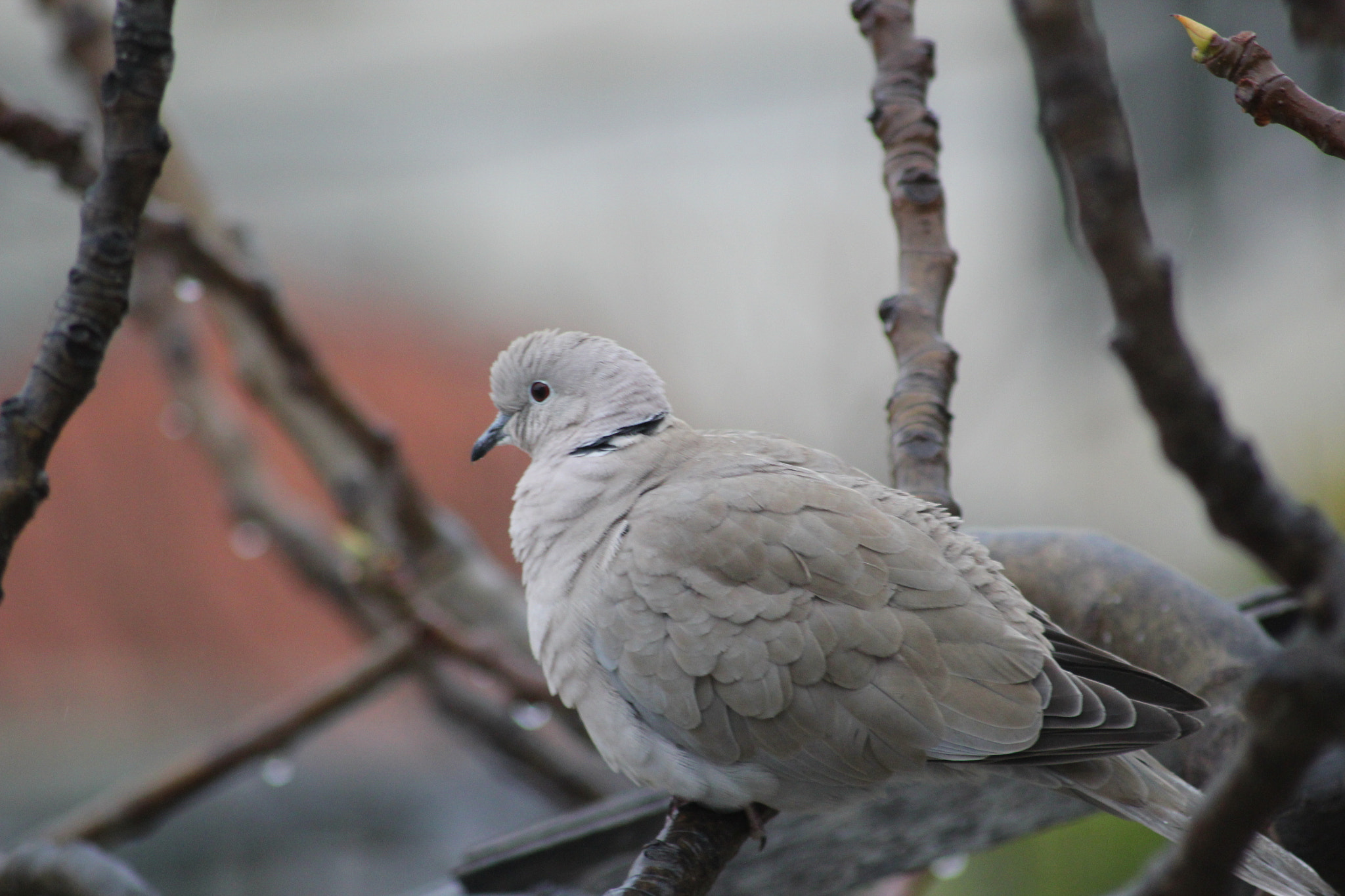 Canon EOS 550D (EOS Rebel T2i / EOS Kiss X4) sample photo. Tourterelle from france photography